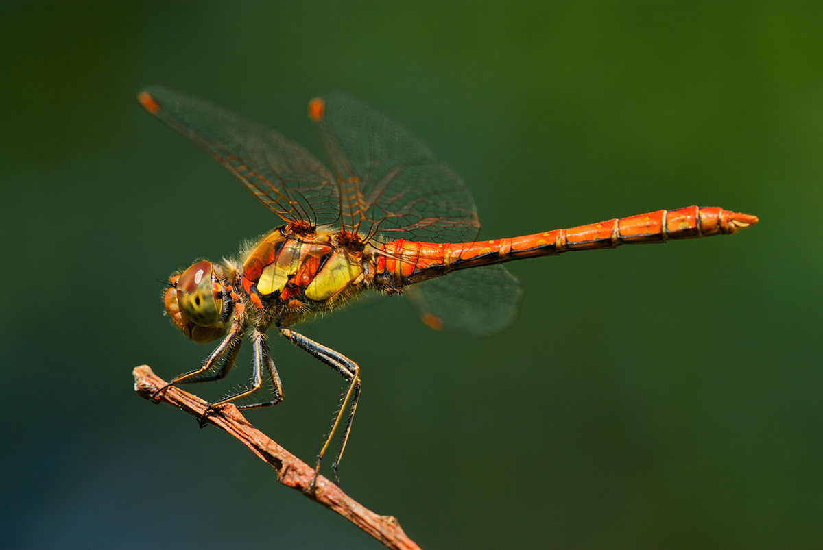 Sympetrum striolatum (Charpentier, 1840) - Libellulidae