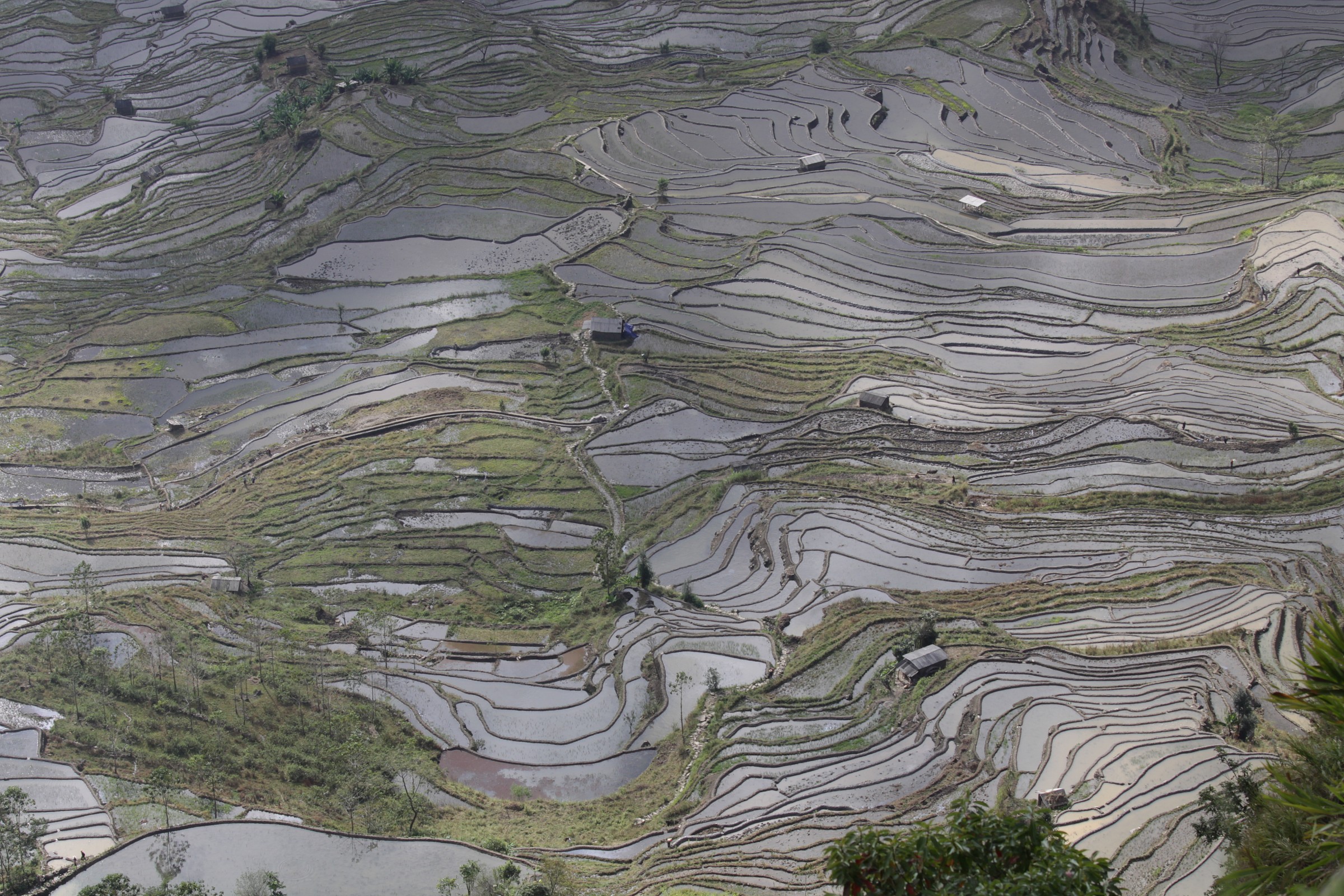 Yuanyang rice paddies - China