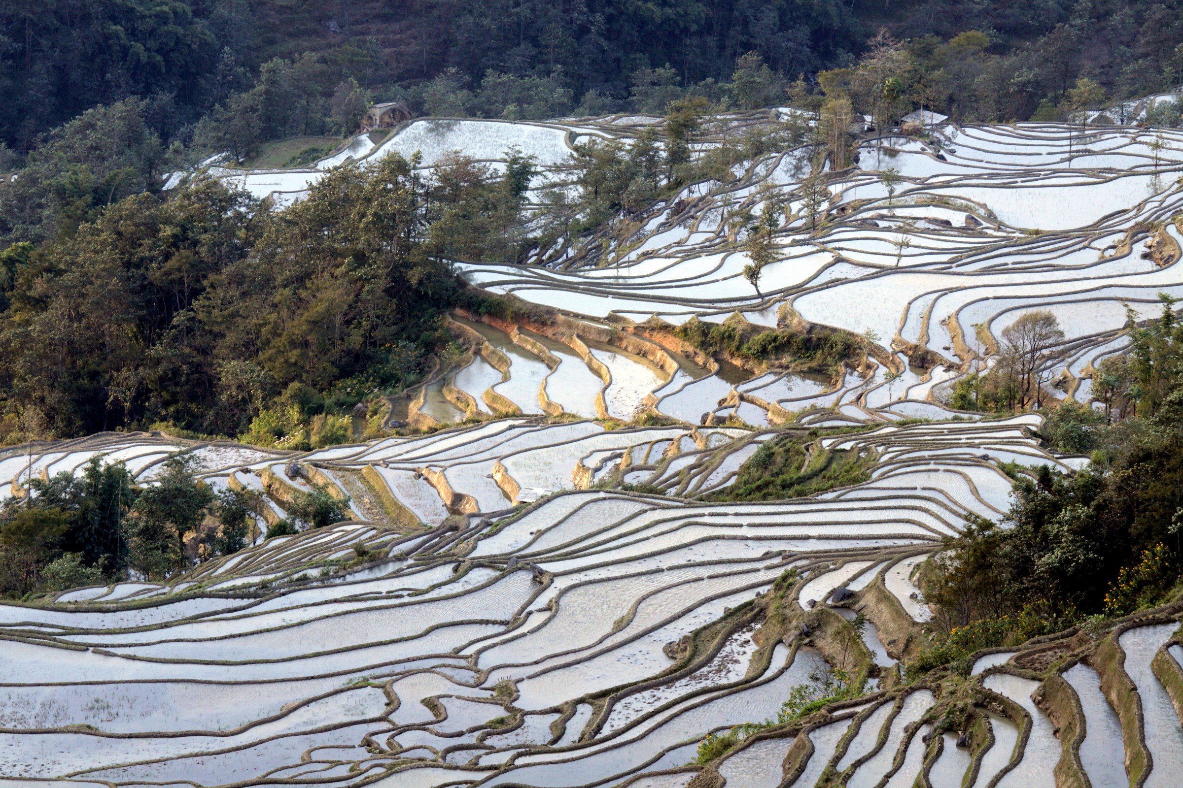 Risaie Yuanyang - Cina