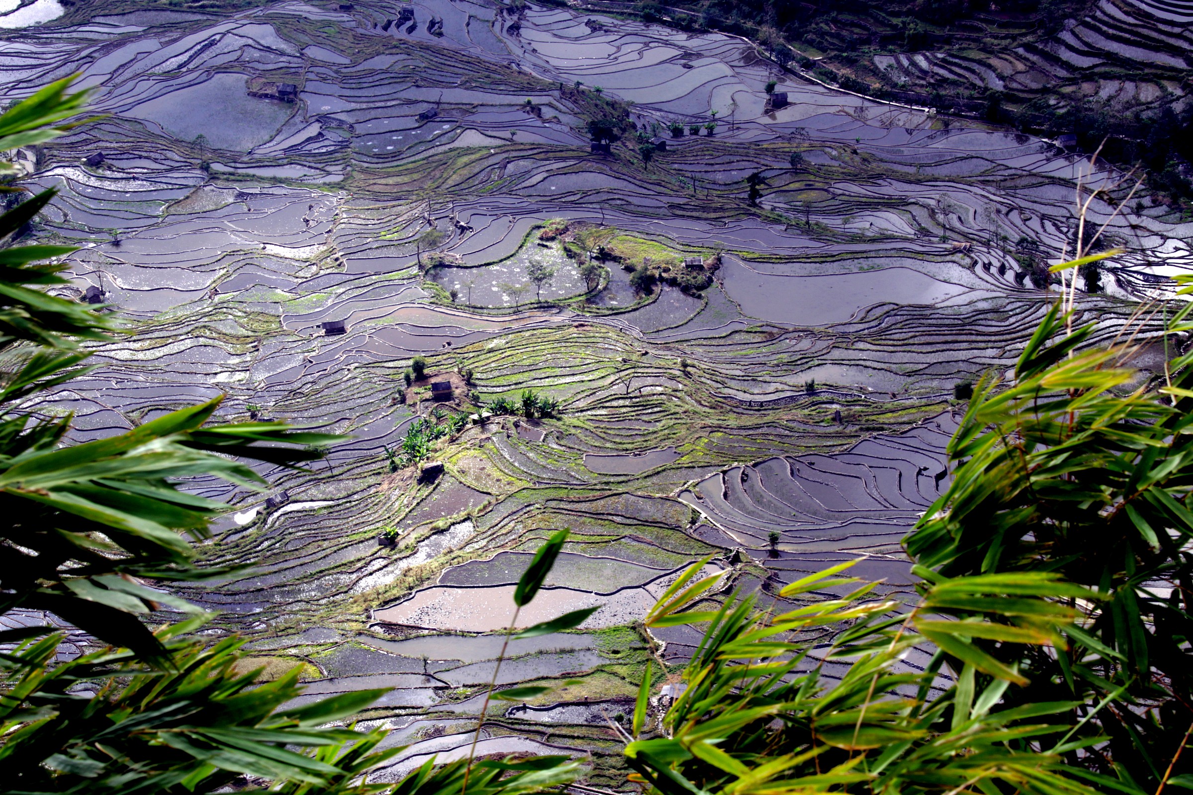 Risaie Yuanyang - Cina