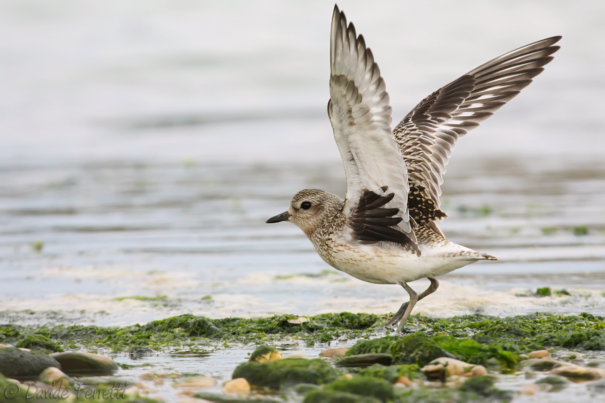 Grey Plover (Grey plover)