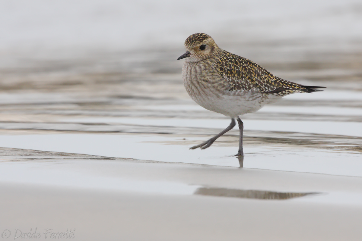 Golden Plover Winter (Golden Plover)