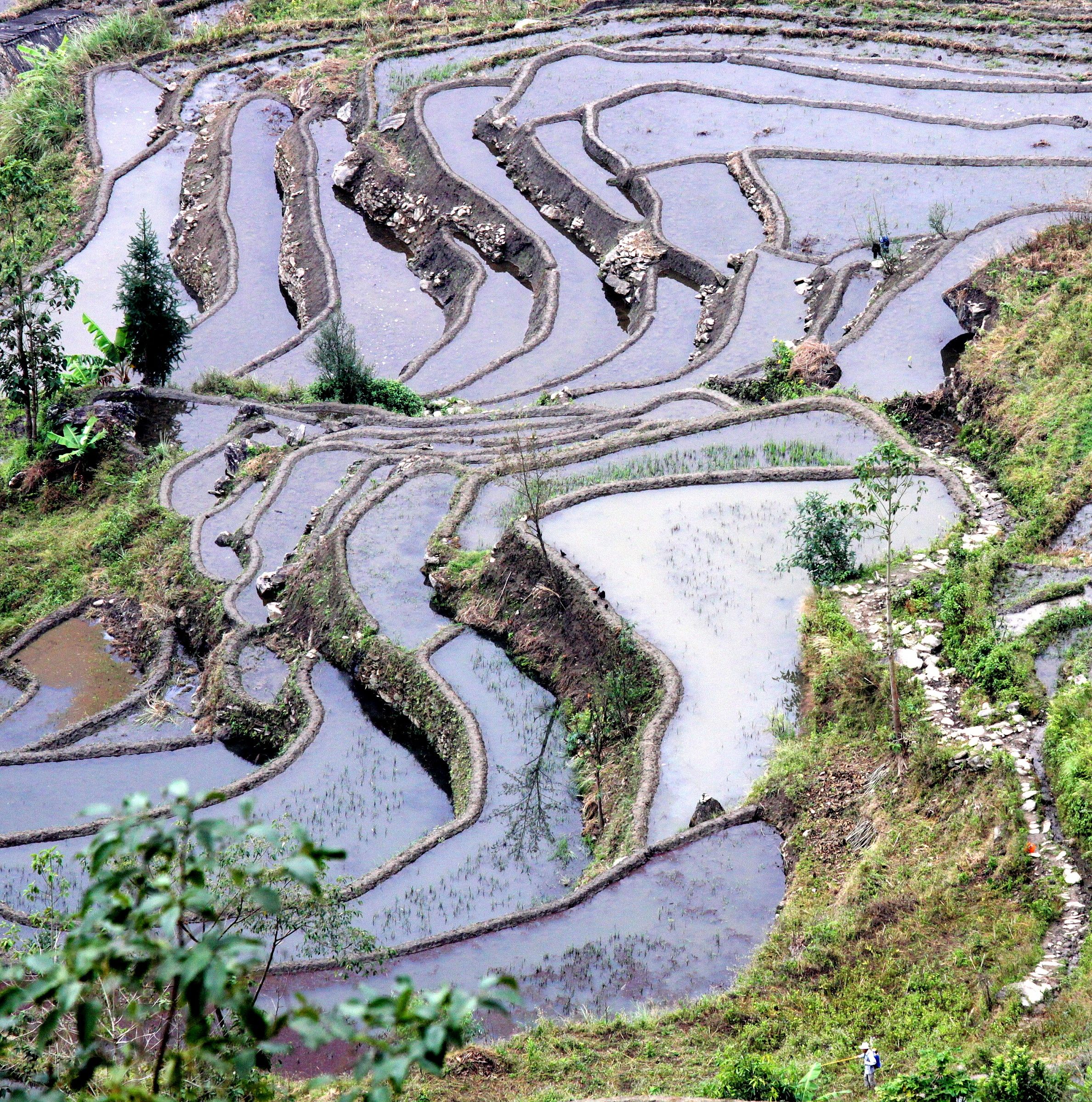 Yuanyang rice paddies - China