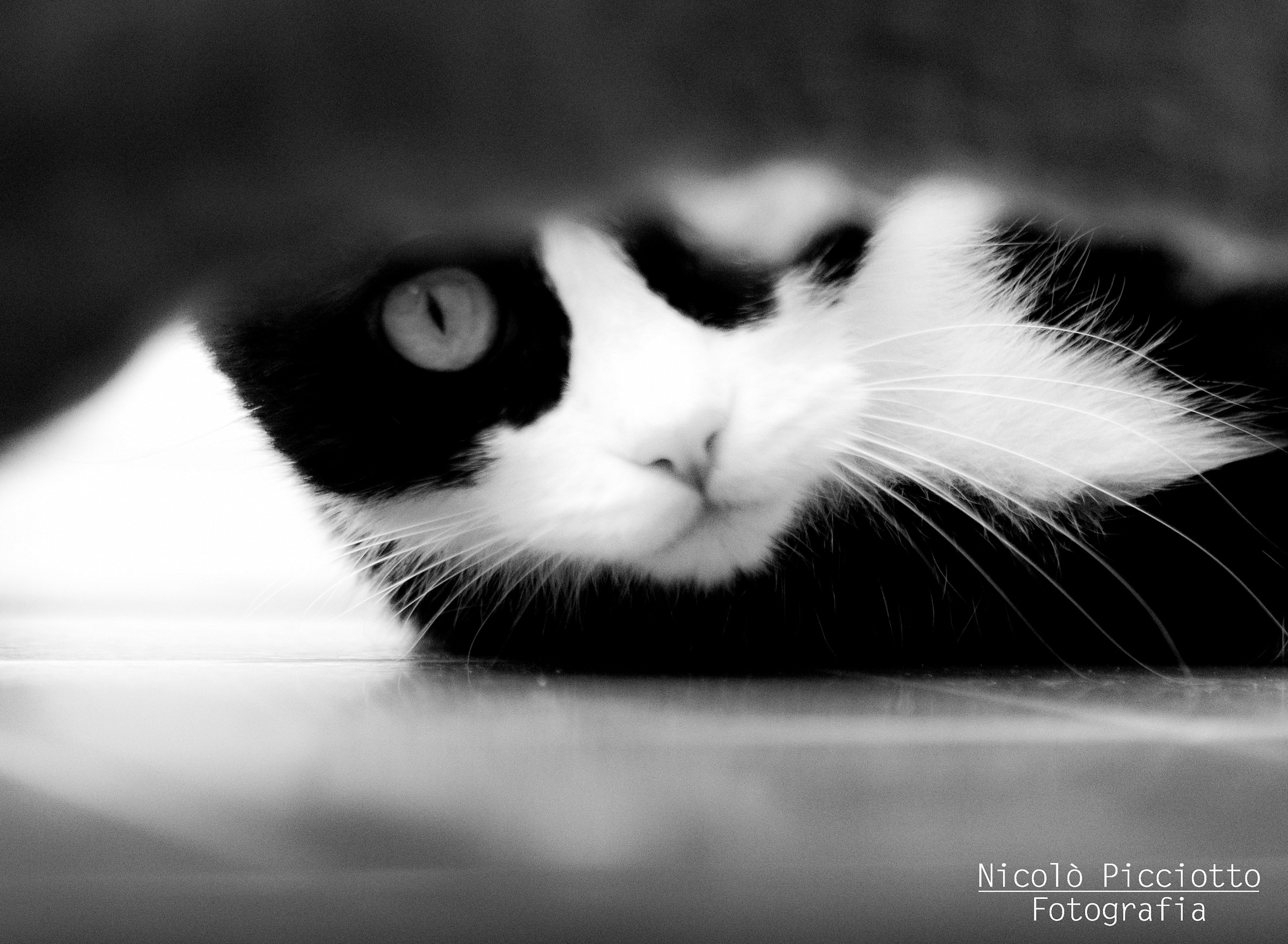 Il gatto ed il topo...