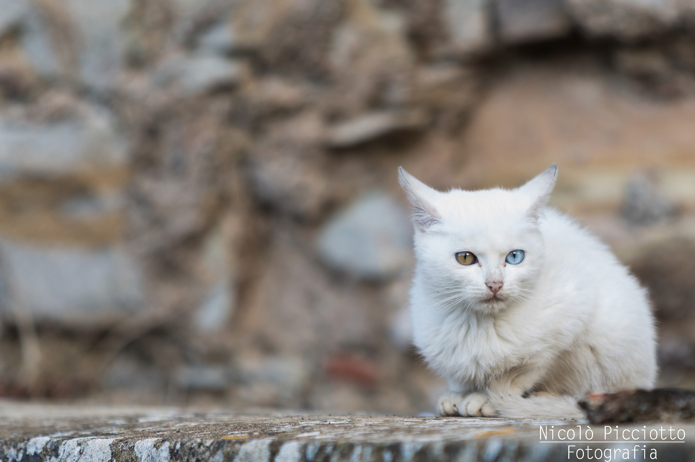 Un gatto, due anime!