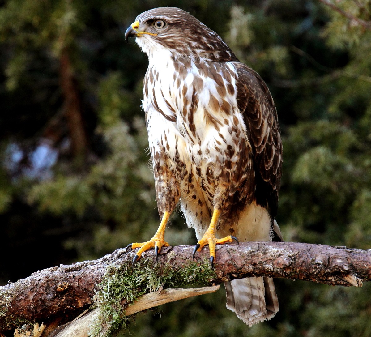 Poiana: 526 mm distanza 7 m circa