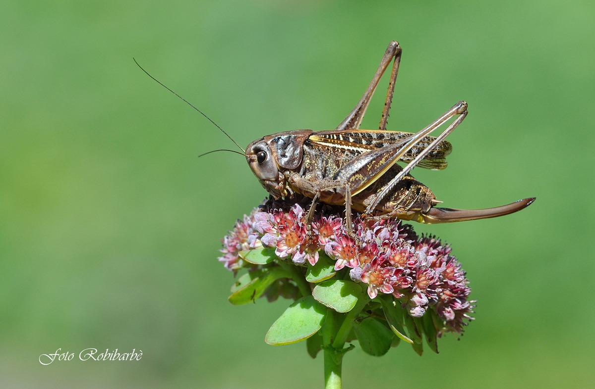 La predatrice famelica....