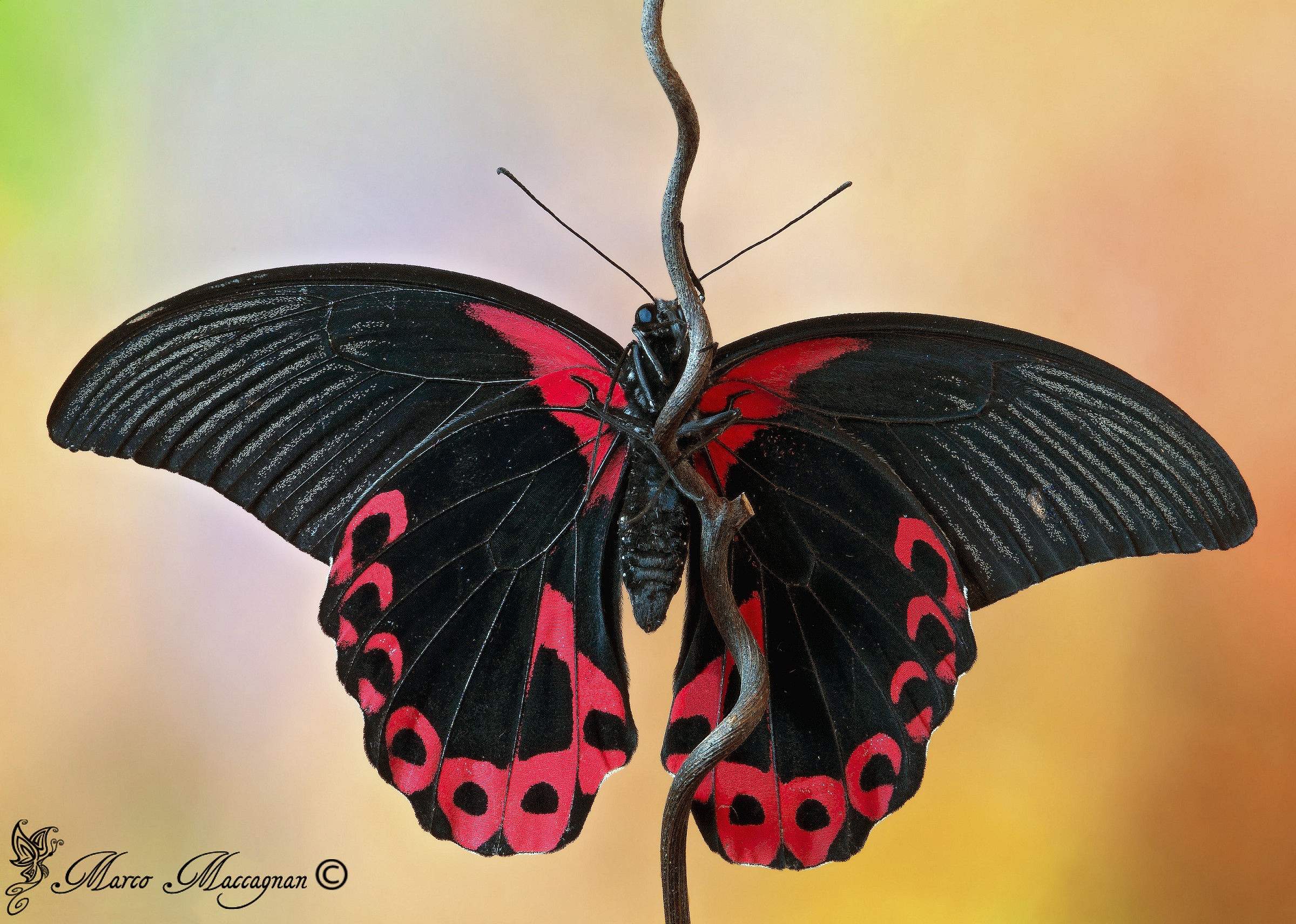 Papilio rumanzovia