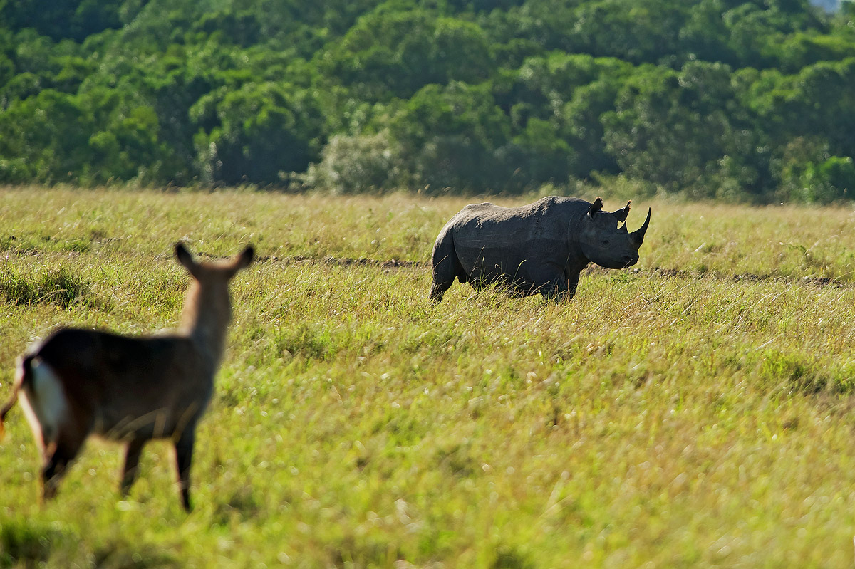 The escape route (2)