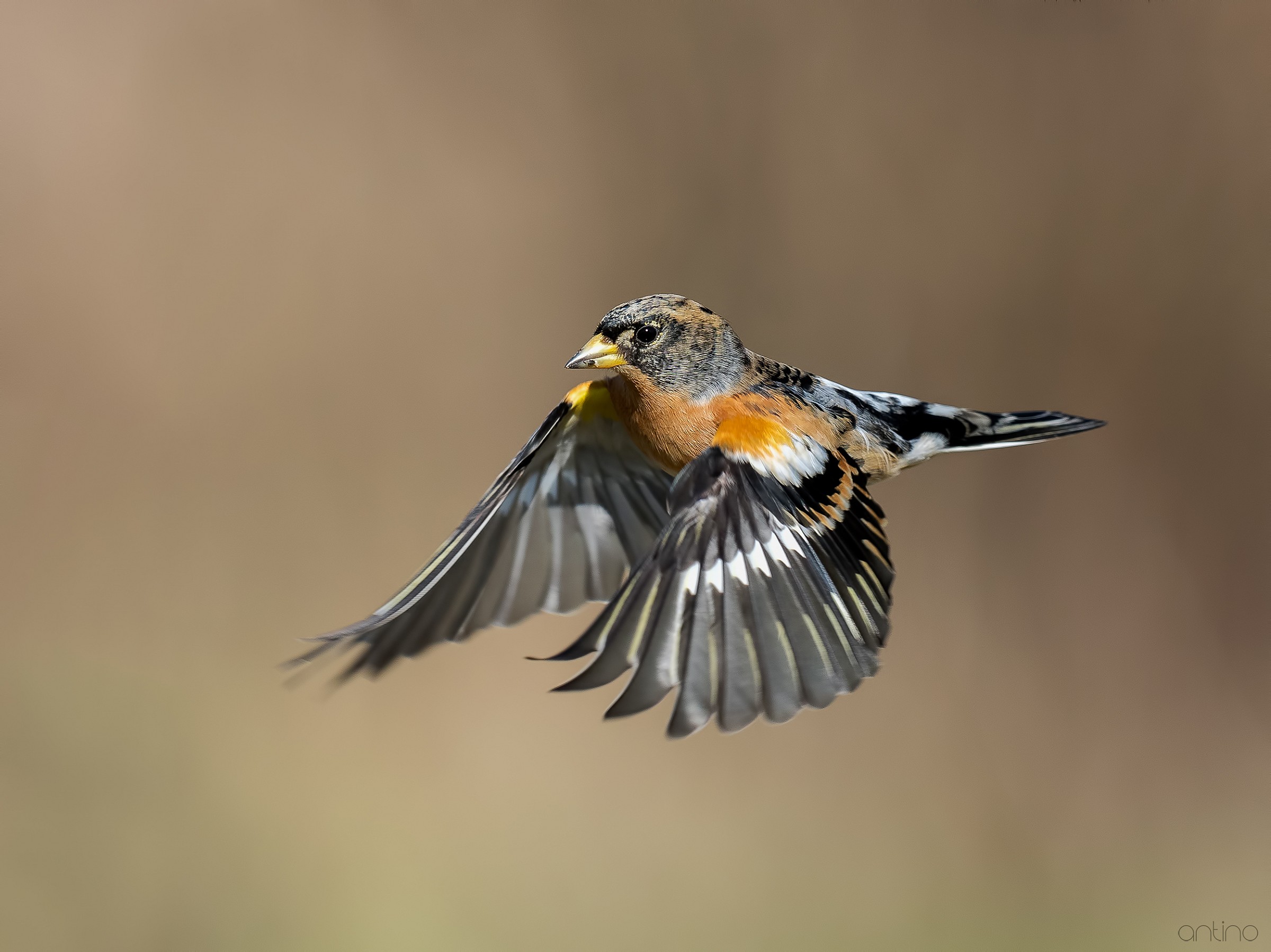 Unapeppola in flight