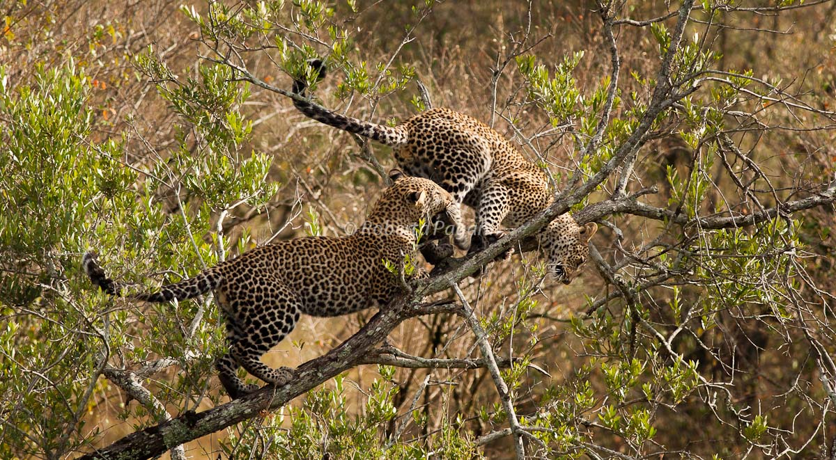 Games between leopards