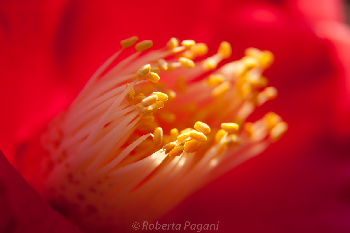 Alla ricerca della luce