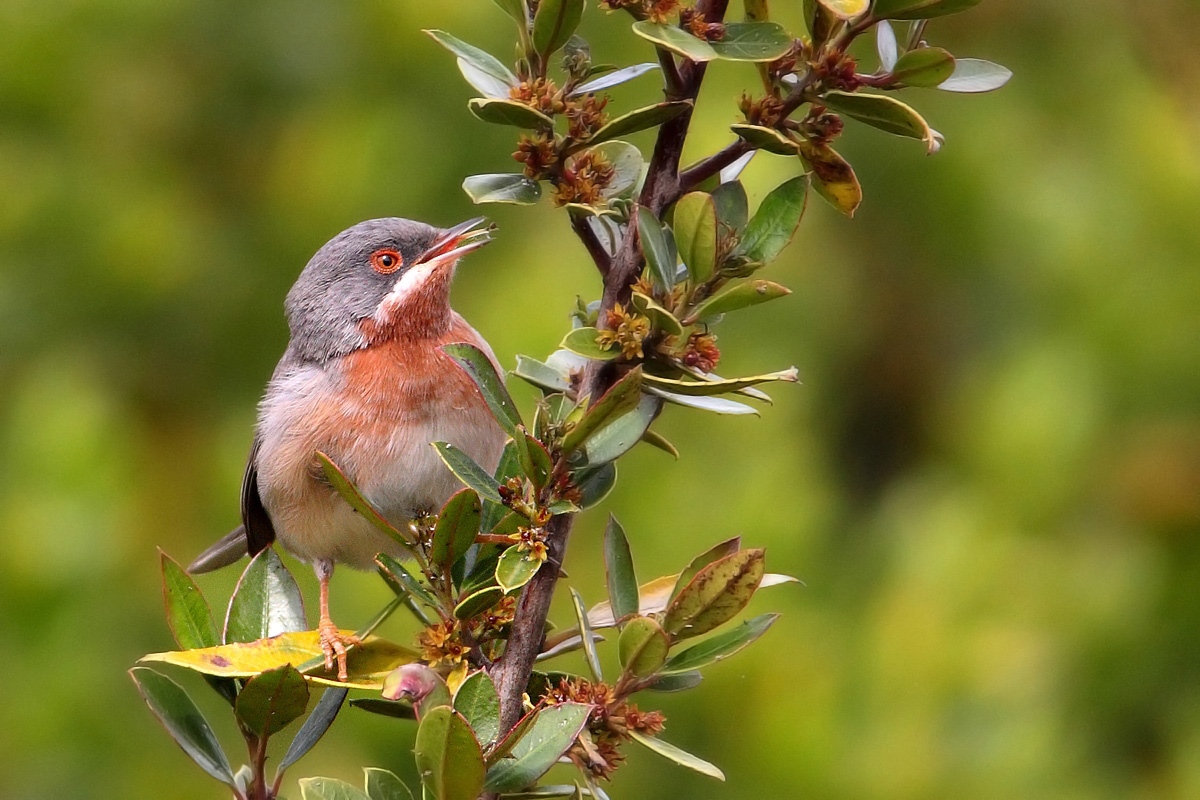 mini Warbler with insect