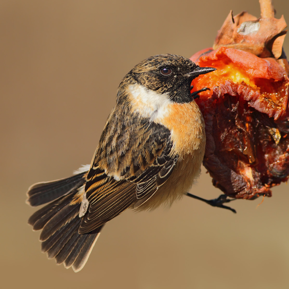 Il signor Saltimpalo........