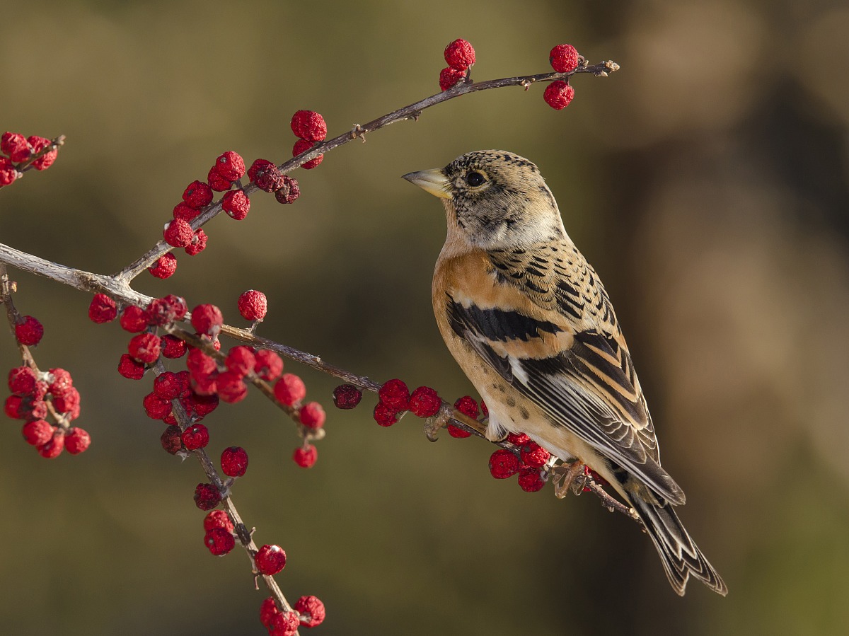 Brambling 5