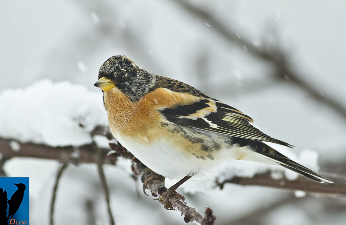 peppola maschio....durante la nevicata