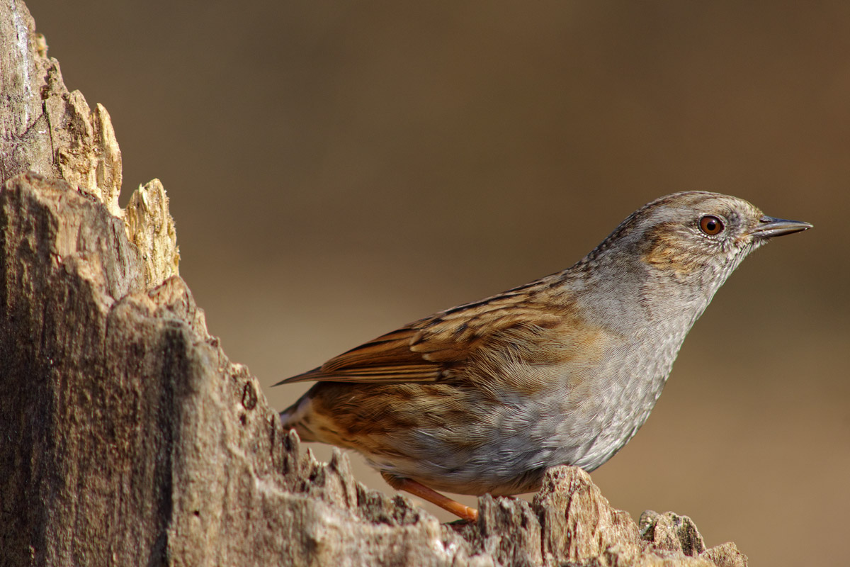 Passera scopaiola ritratto