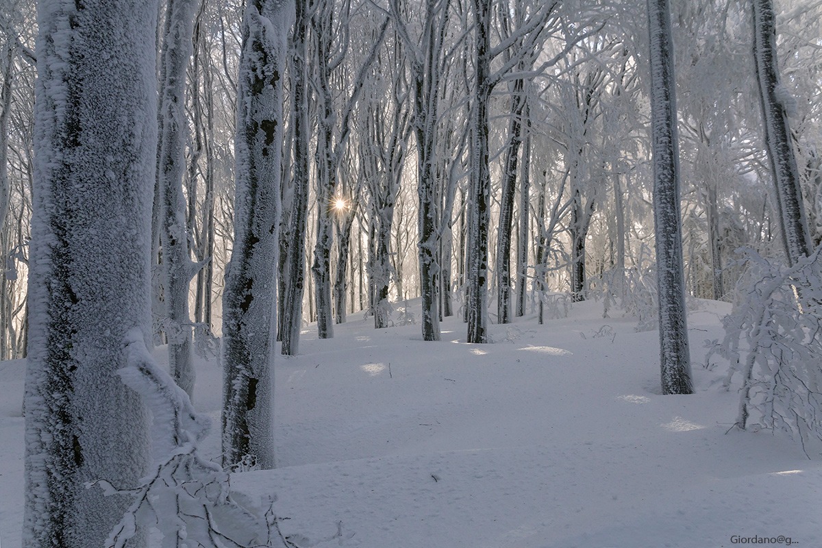 The beech snow