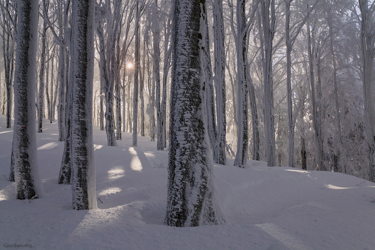 The beech forest towards Poggio Scali