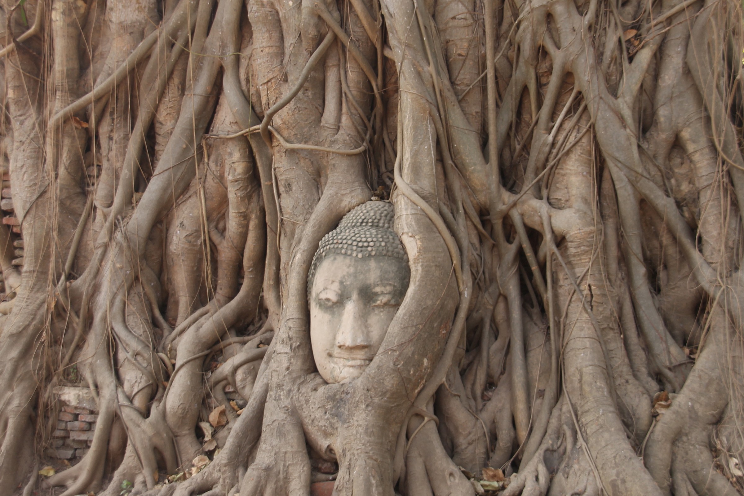 Thailand Buddha among the roots