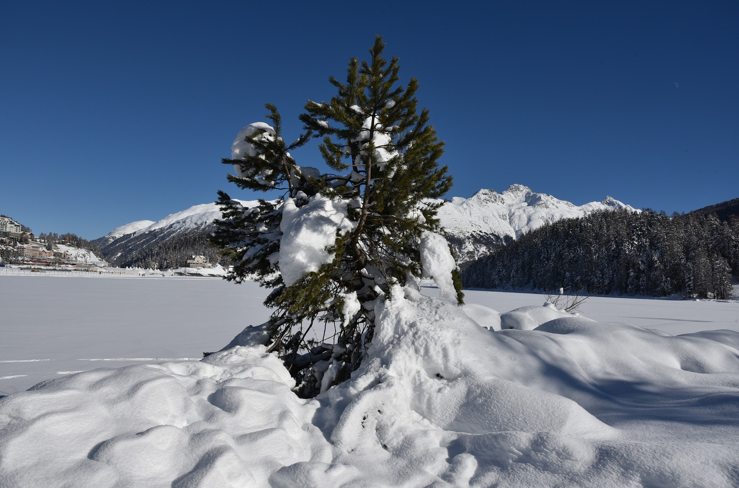 3 - un alberello al bordo del lago ghiacciato