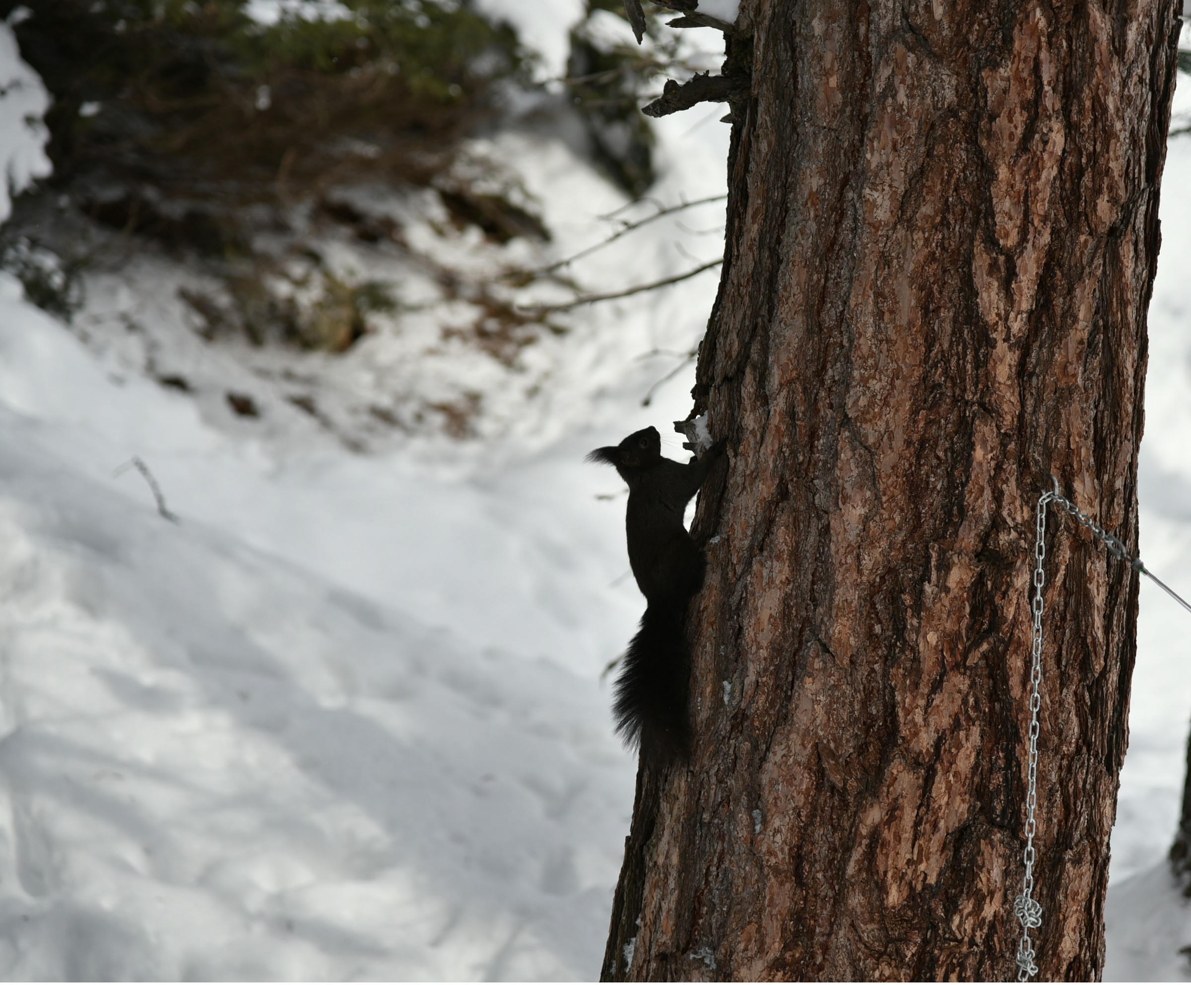 5 - ( peccato ancora non avevo il 70/200 )