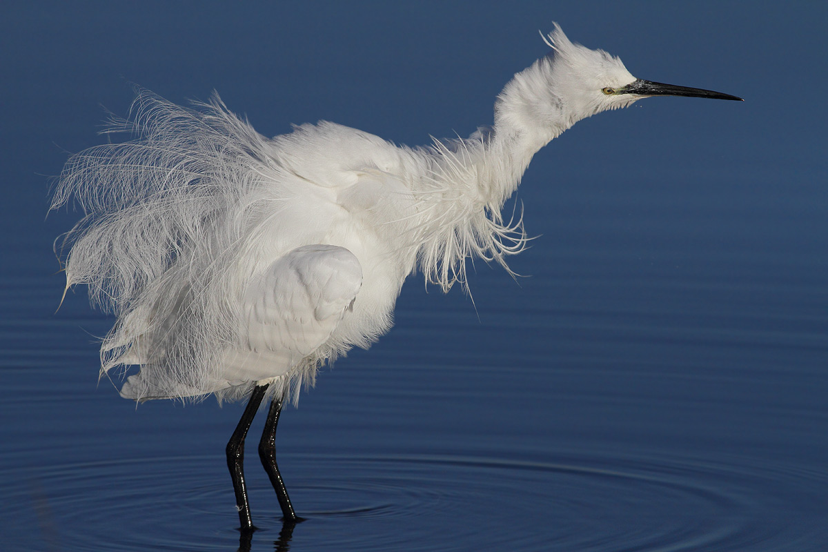 Egret