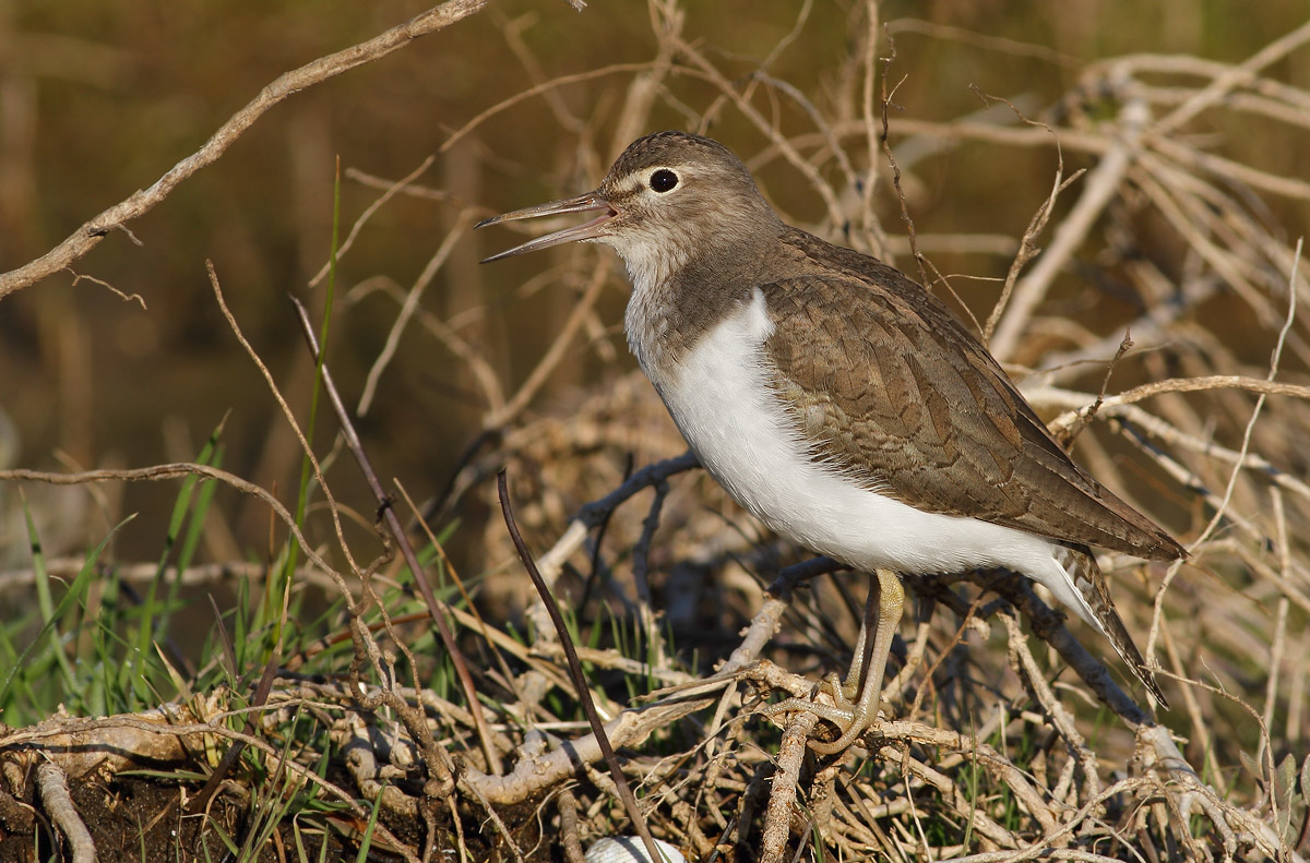 Common Sandpiper