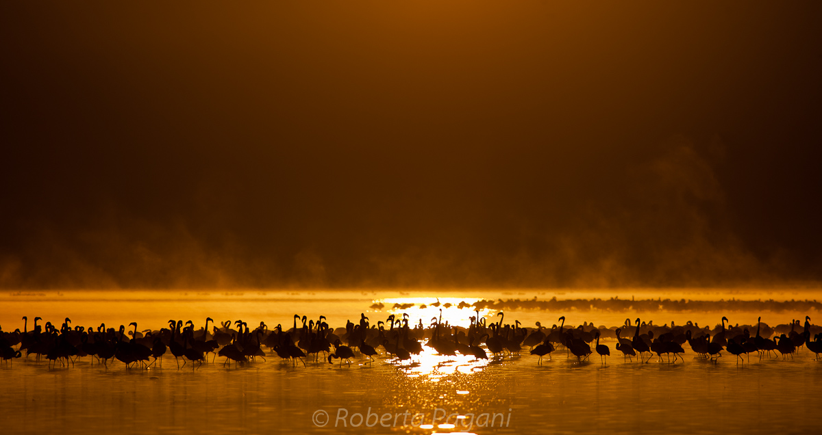 Flamingos at dawn