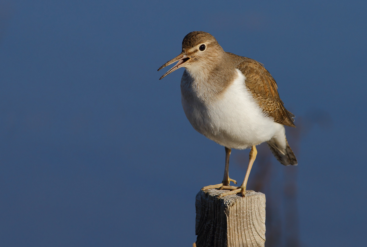 Common Sandpiper