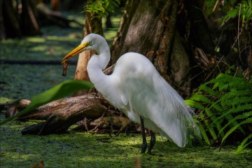 Egretta intermedia