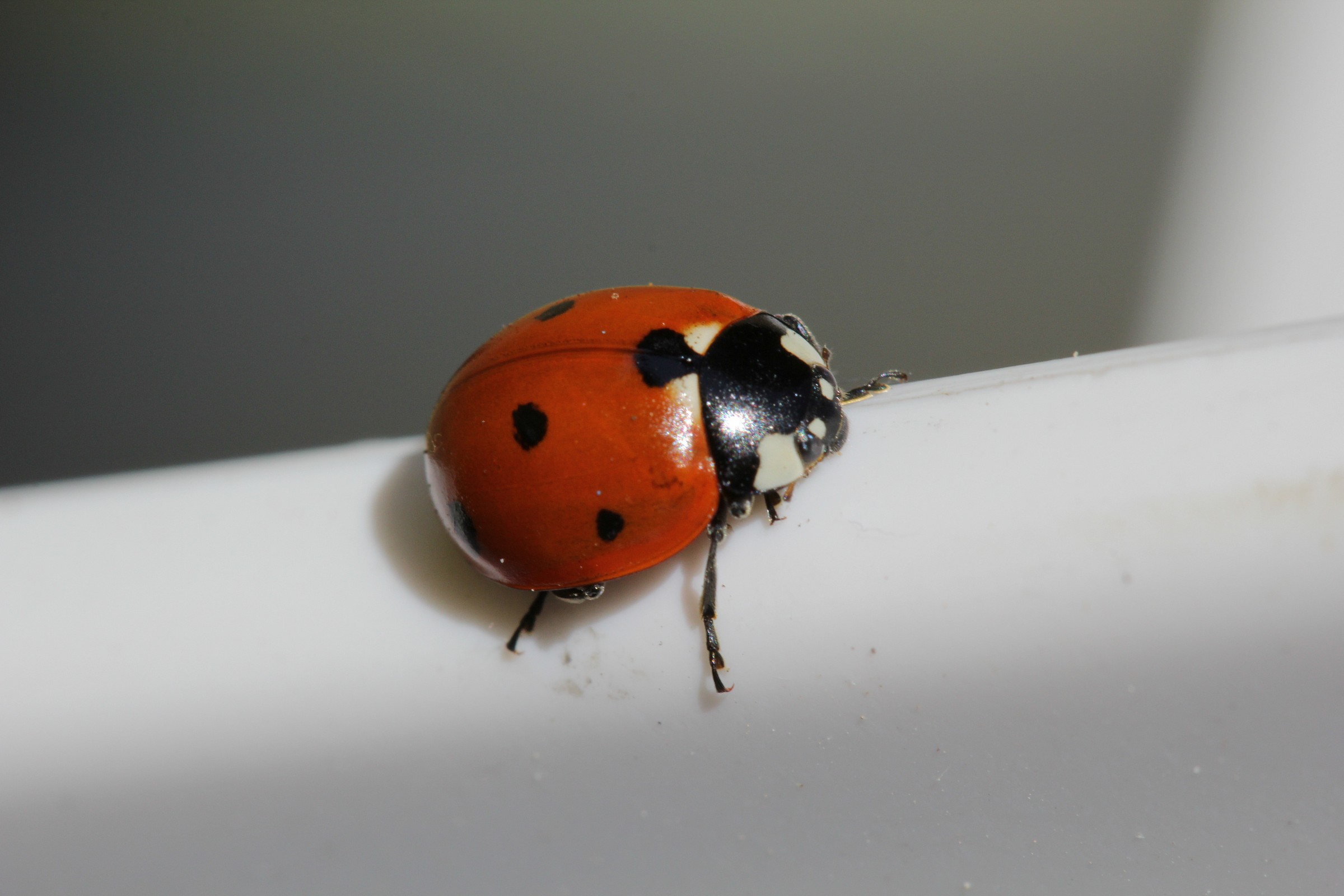 coccinella