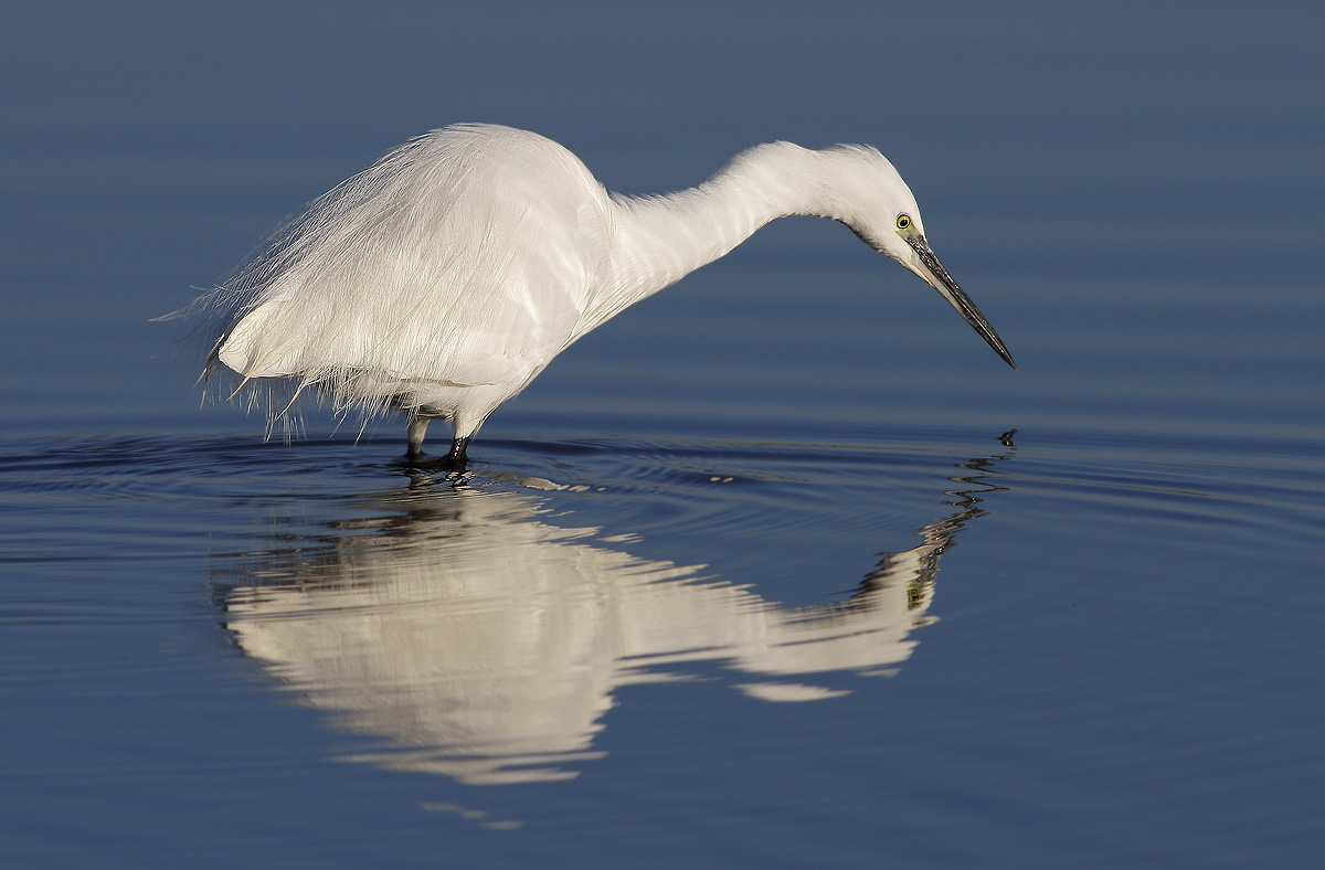 Egret