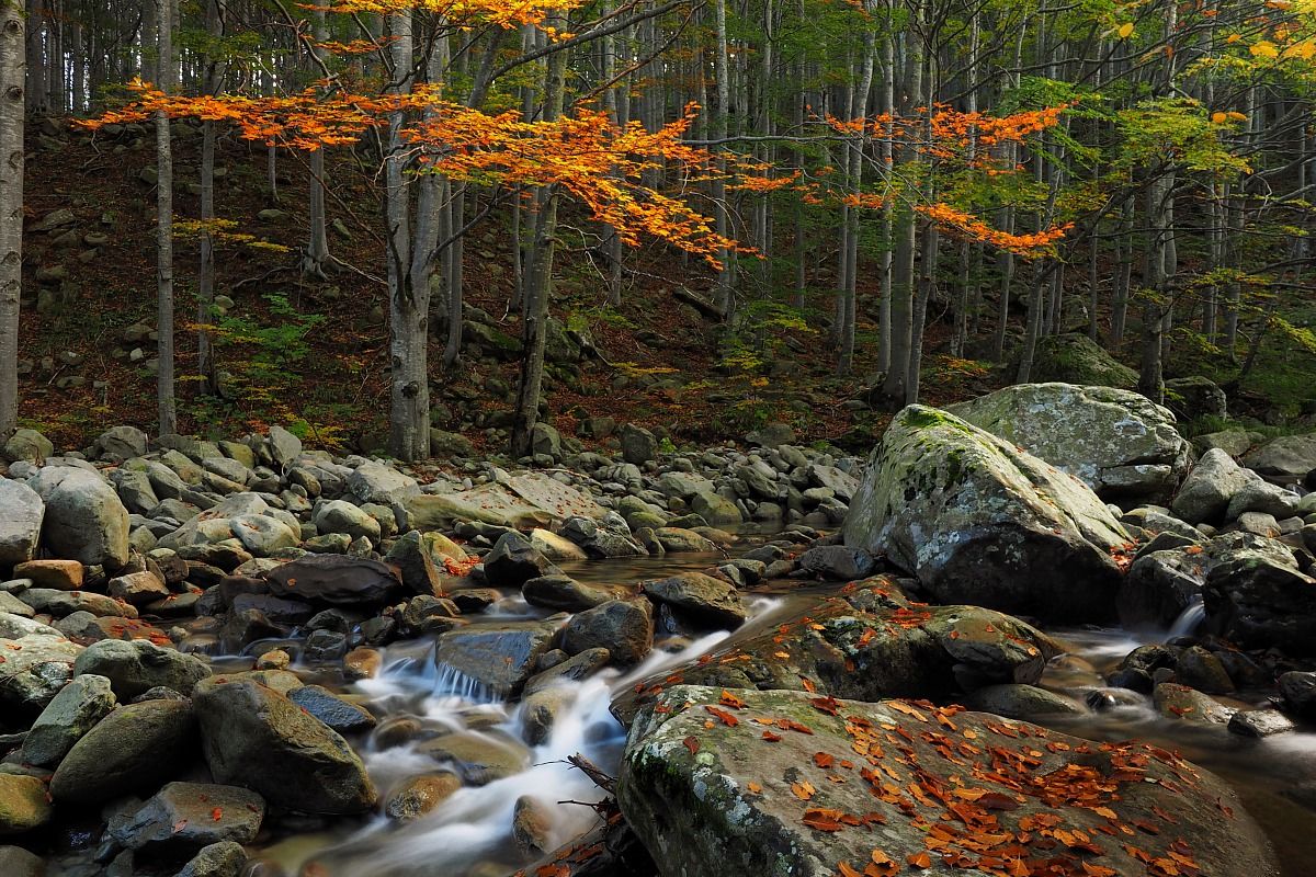 Colors in the undergrowth