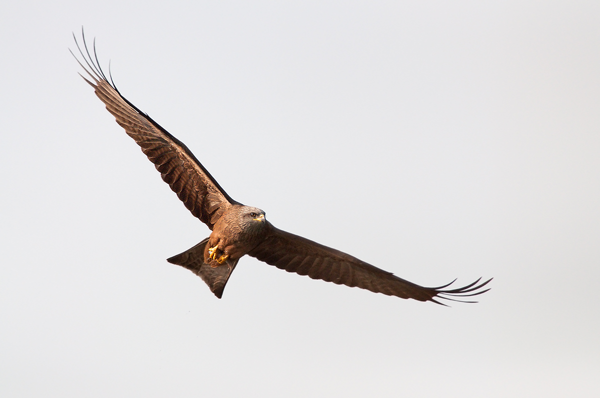 Black kite