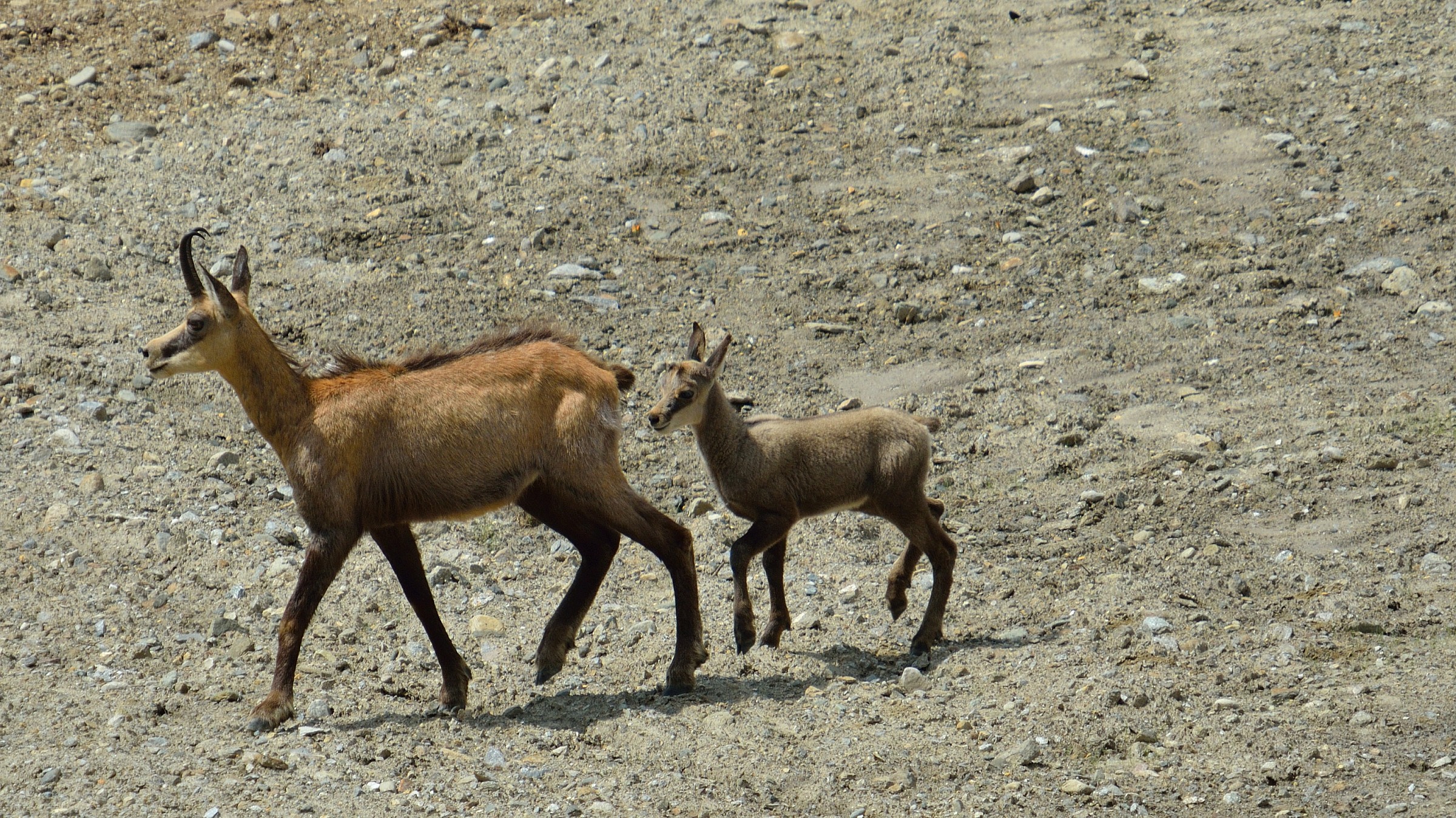 Mom and son Chamois