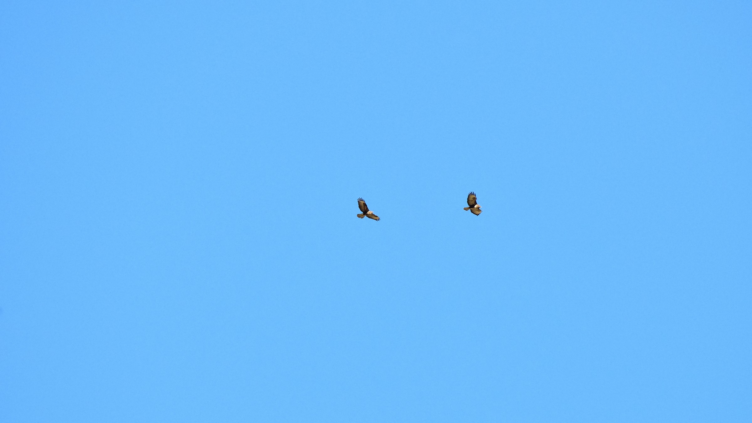 Couple Eagles PNALM