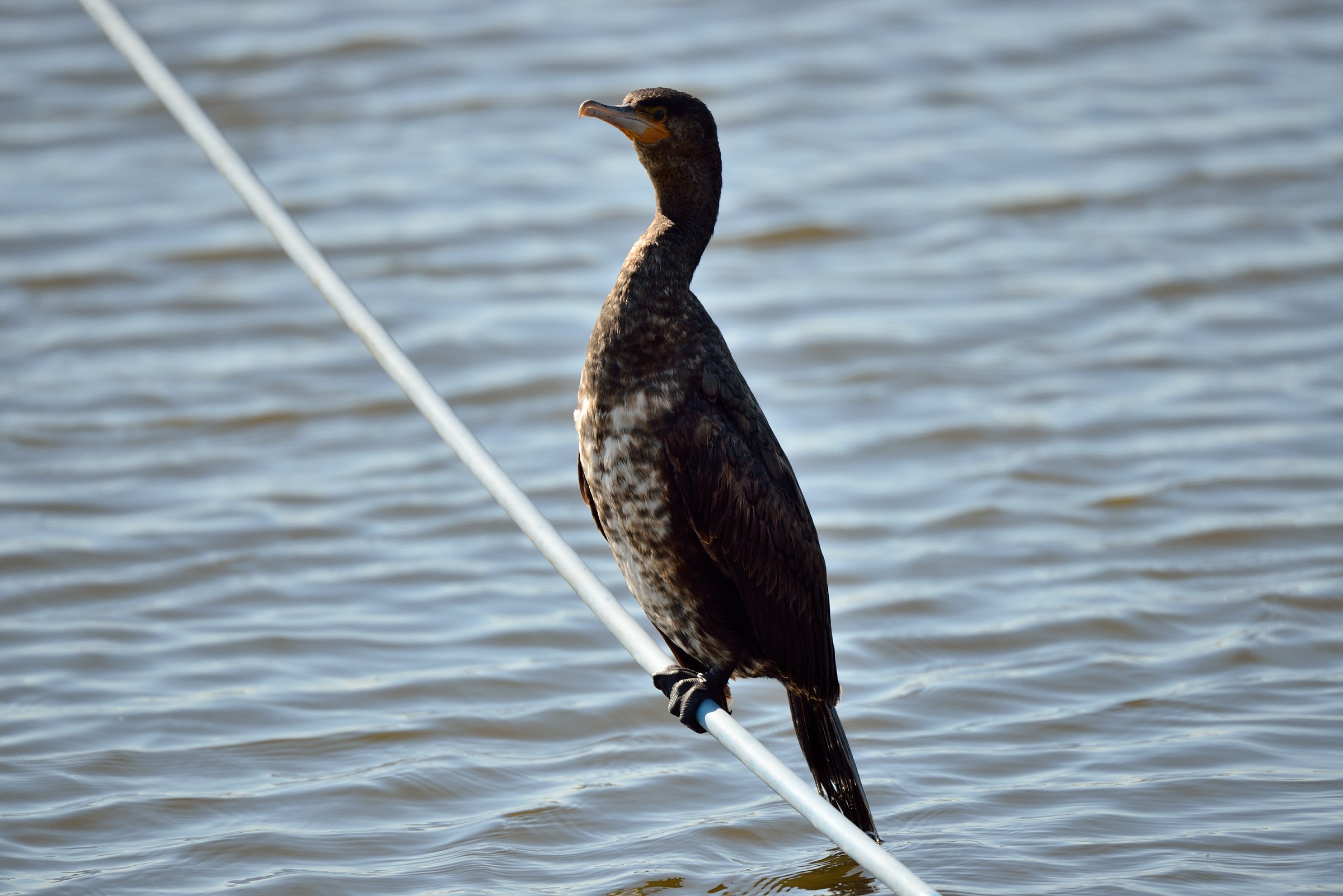 Cormorant
