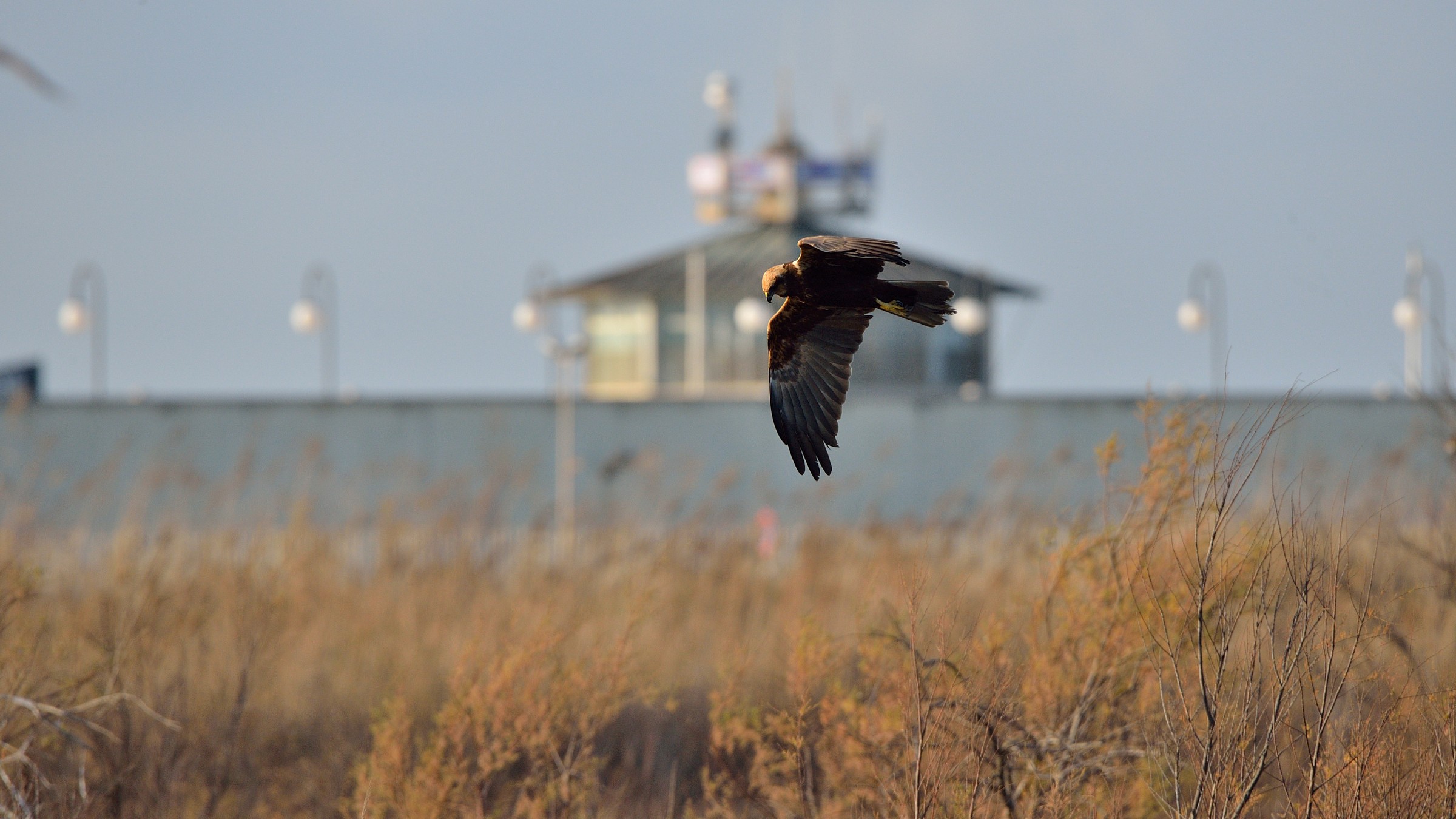 Marsh Harrier female
