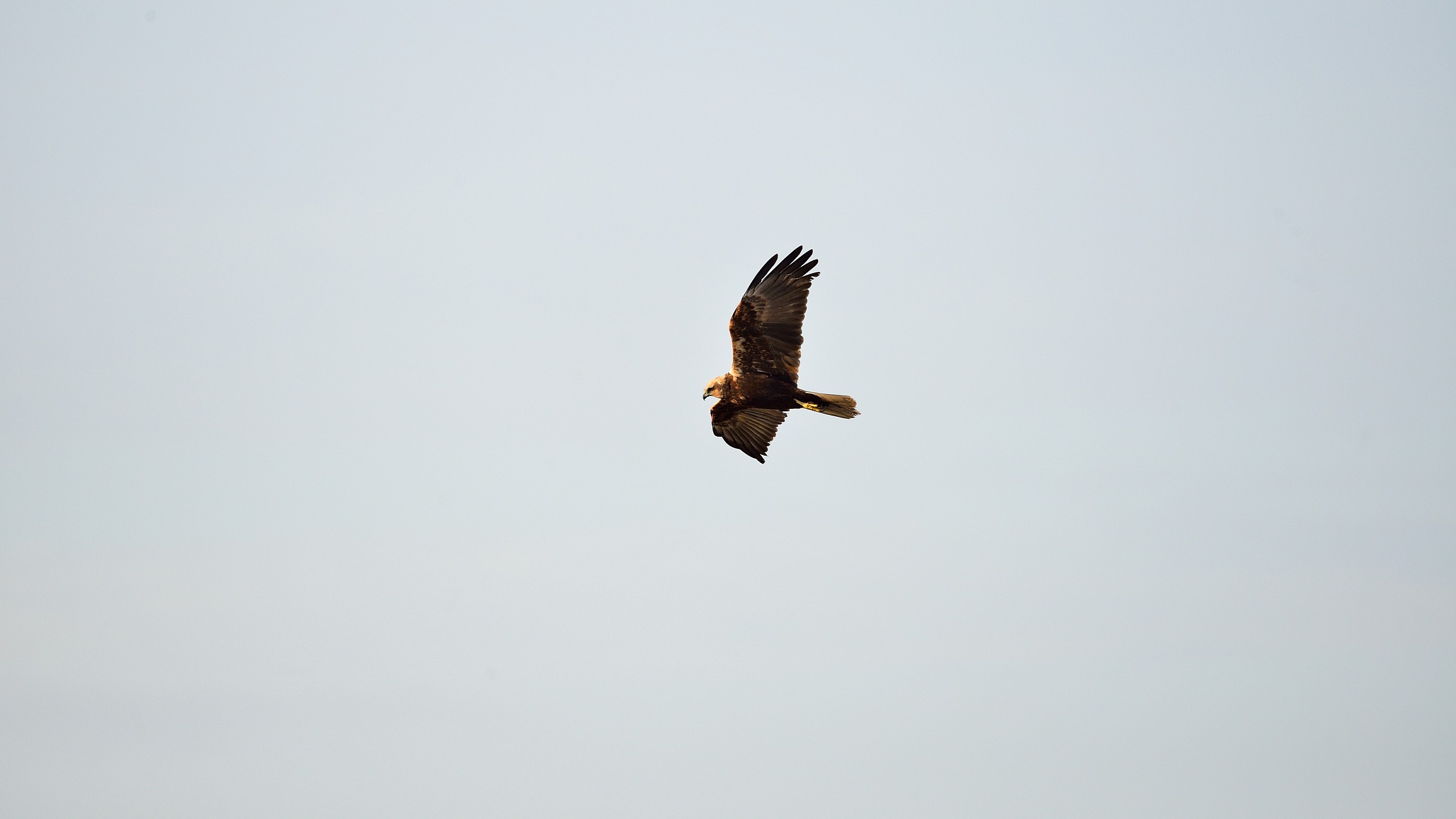 Marsh Harrier female