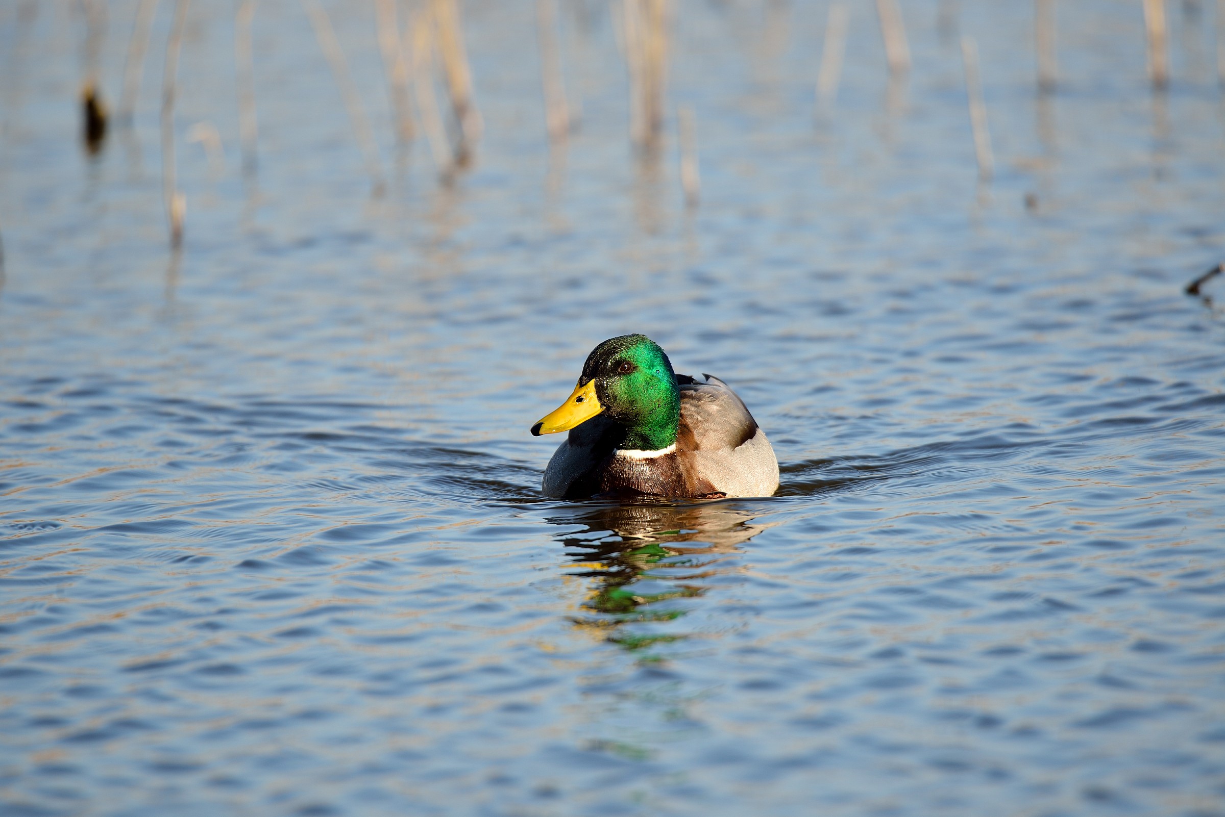 Mallard