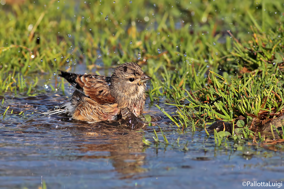 Fanello (Carduelis cannabina)
