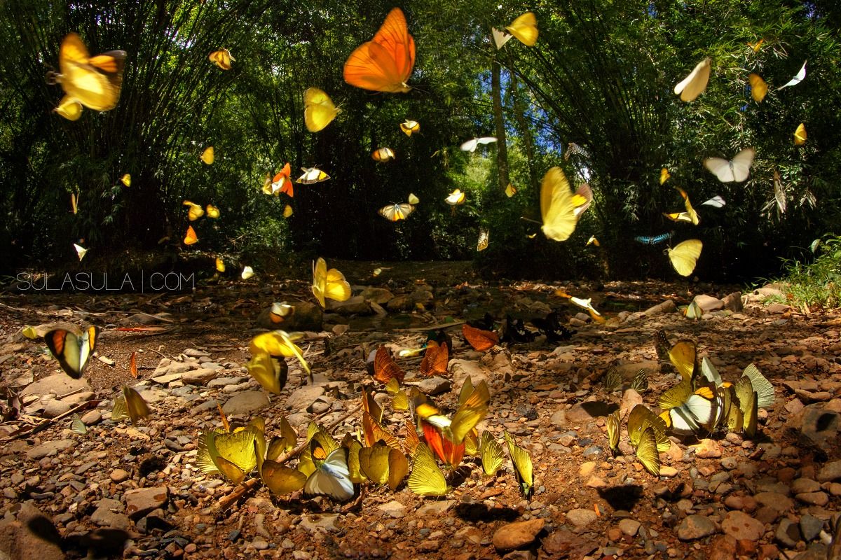 Butterflies | Thailand