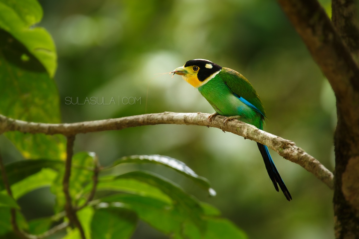 Long tailed Broadbill | ThailandBroadbill