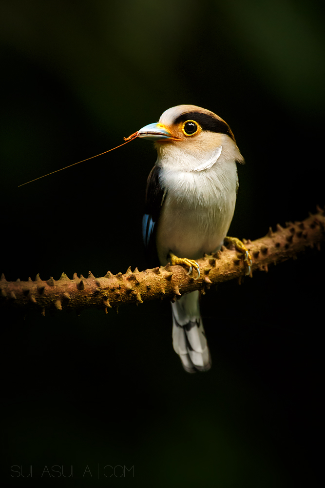 Siver breasted Broadbill | Thailand