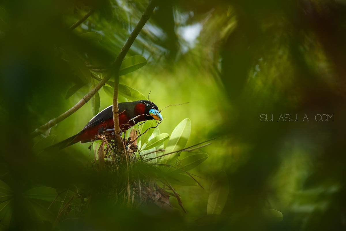 Black and Red Broadbill | Thailand