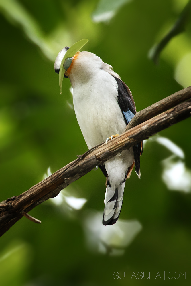 Siver breasted Broadbill | Thailand