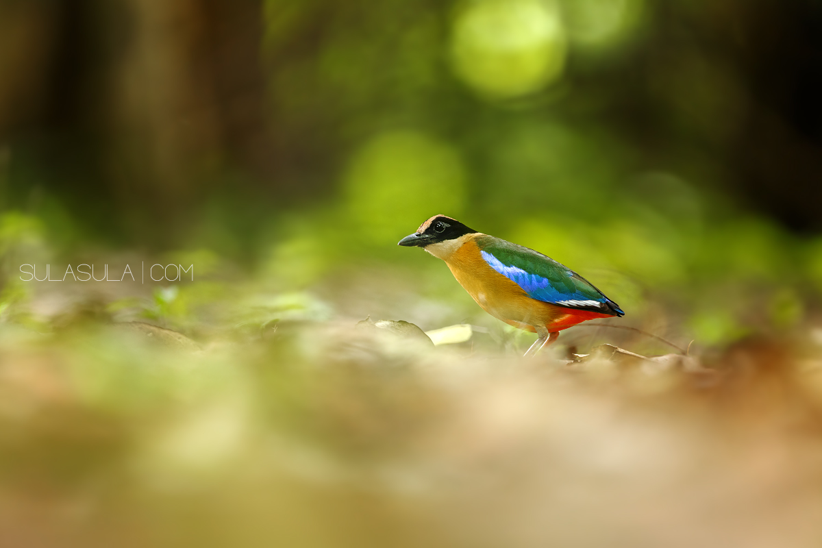 Blue winged Pitta | Thailand