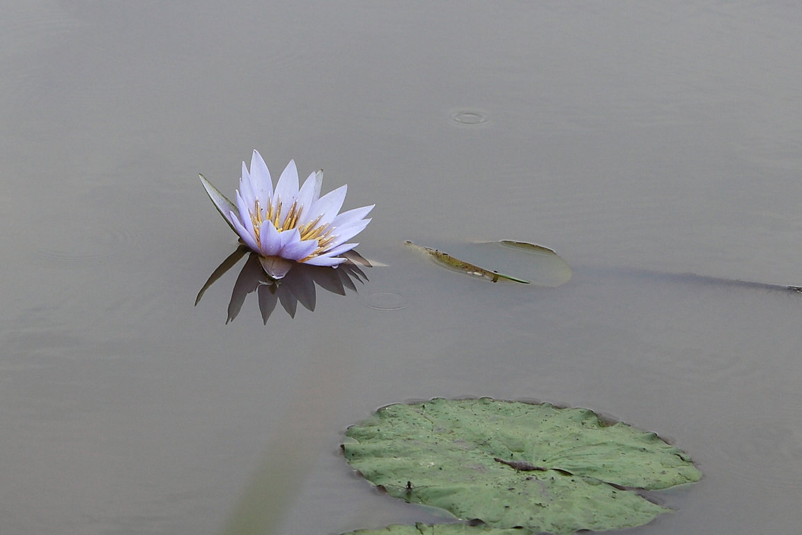 Waterlily