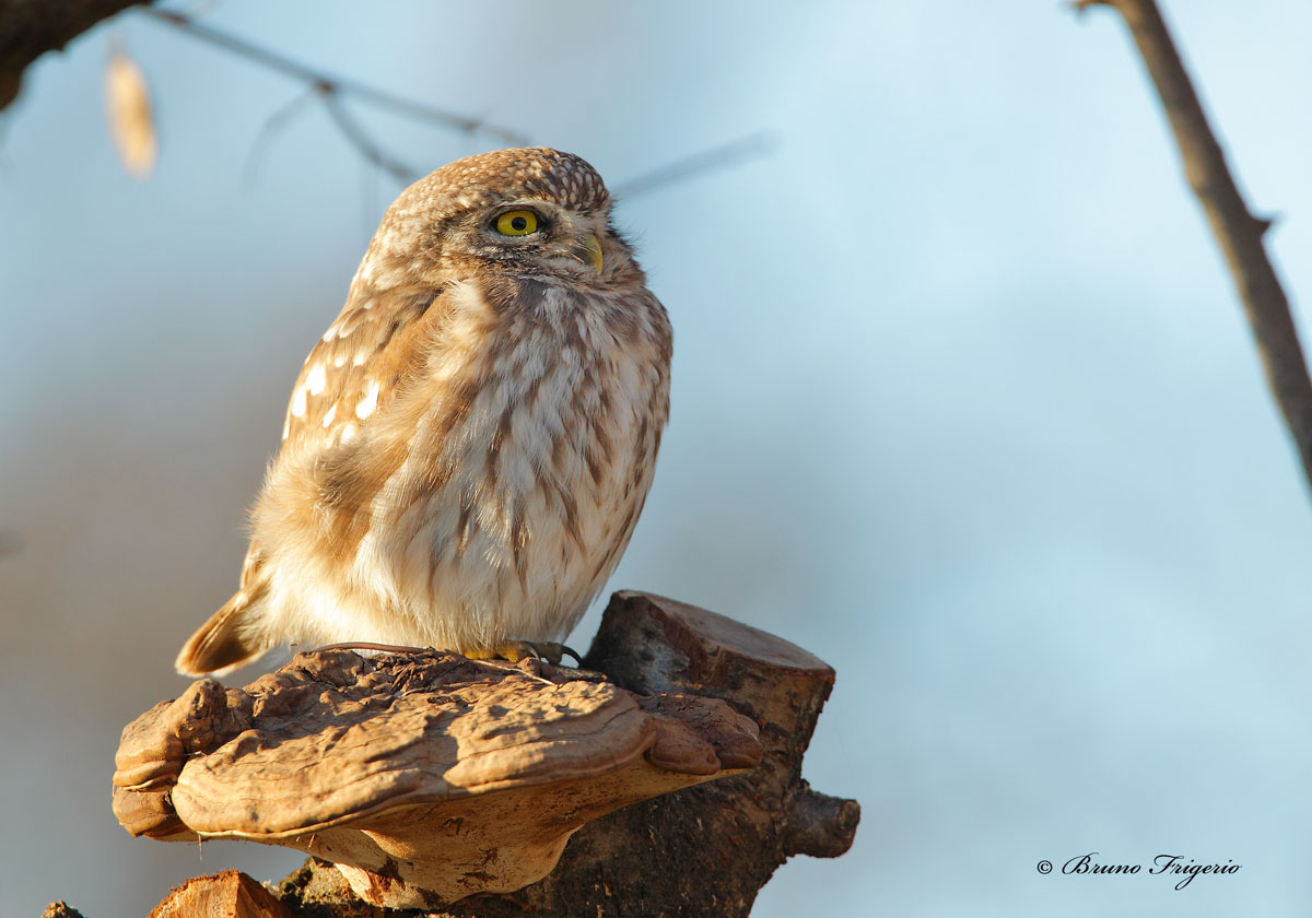 civetta in fase di riscaldamento